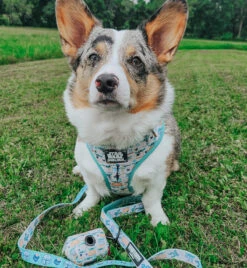 Dog Four Piece Bundle - STAR WARS™ The Child™ -Furfinity Cheap Shop PETUNIAJUNE CORGI 2