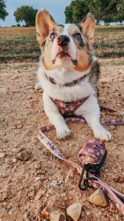 Dog Waste Bag Holder - Cuddly Corgis -Furfinity Cheap Shop PETUNIAJUNE CORGI 1 a6afd294 b6fb 4ff1 9f74 dee1f624932d