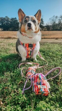 Dog Two Piece Bundle - Disney's Bambi 24 Dog Two Piece Bundle - Disney's Bambi -Furfinity Cheap Shop PETUNIAJUNE CORGI 3 5e08639c 1055 4b73 80fc b55a80013dc5 1