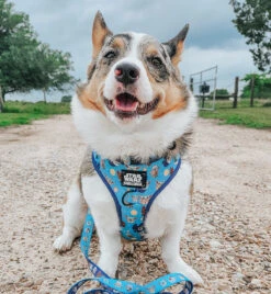 Dog Two Piece Bundle -STAR WARS™ The Mandalorian™ 26 Dog Two Piece Bundle -STAR WARS™ The Mandalorian™ -Furfinity Cheap Shop PETUNIAJUNE CORGI a24f9327 c7e6 4a12 8d91 b5a78cabda01