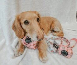 Dog Leash - Out Of Office -Furfinity Cheap Shop PITCHERS OF STELLA 1 1890894c 7da7 4272 bfb5 f1edb9087b8a