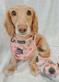 Dog Collar - Out Of Office 20 Dog Collar - Out Of Office -Furfinity Cheap Shop PITCHERS OF STELLA 2 16d789cd e5dc 4274 9bb0 9ede0657544e