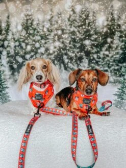 Dog Two Piece Bundle -Disney Holiday Collection -Furfinity Cheap Shop POPPINTHEDACHSHUND 1