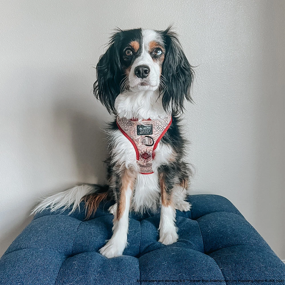 Dog Two Piece Bundle - Harry Potter™ Marauder's Map™ 21 Dog Two Piece Bundle - Harry Potter™ Marauder's Map™ - Image 19