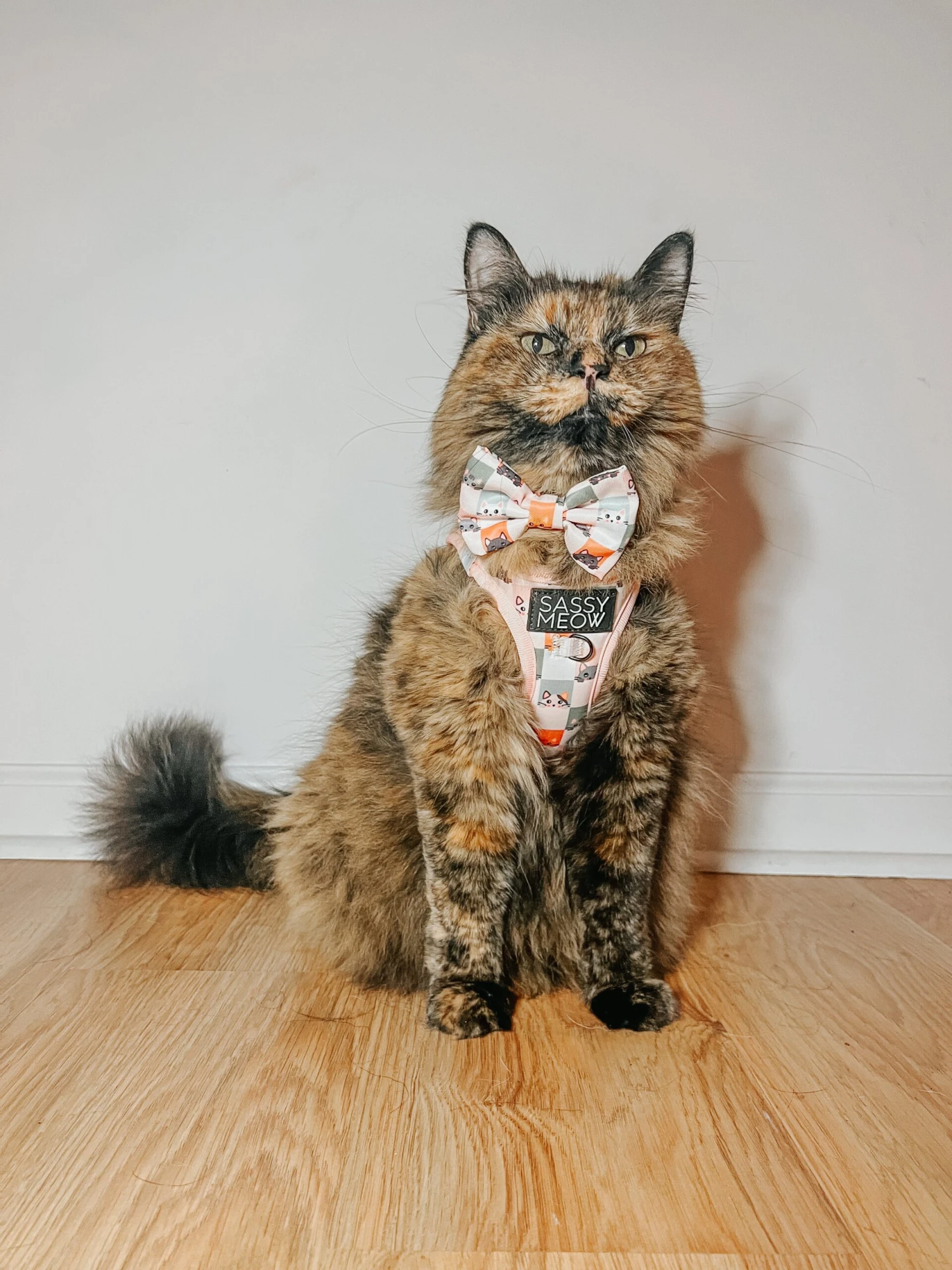 Cat Bowtie - Smitten Kittens 9 Cat Bowtie - Smitten Kittens - Image 7