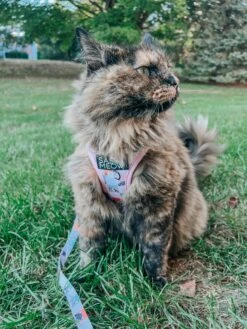 Cat Step-In Harness - Smitten Kittens -Furfinity Cheap Shop POPPY AND SPROUT 3 569d47b7 652a 4dda b7b8 85aacba0555a