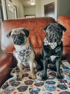 Dog Bowtie - It's A Pug's Life -Furfinity Cheap Shop PUGCALLEDTACO 1