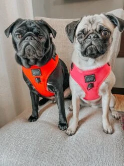Dog Adjustable Harness - Neon Red -Furfinity Cheap Shop PUGCALLEDTACO 1 e574ed06 5488 4610 b375 b5dd2de38a82