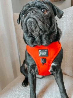 Dog Adjustable Harness - Neon Red -Furfinity Cheap Shop PUGCALLEDTACO 2 ca54aaed f404 4dee 81d8 14ddab44c86f