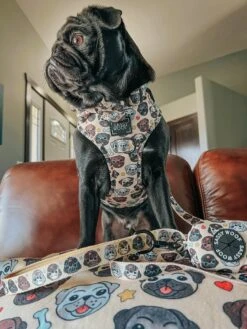 Dog Collar - It's A Pug's Life -Furfinity Cheap Shop PUGCALLEDTACO 3 57456cfb 901a 4eec b3f0 bd1c9672d837