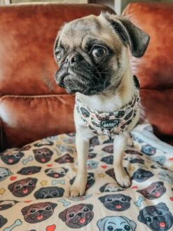 Pet Blanket - It's A Pug's Life -Furfinity Cheap Shop PUGCALLEDTACO 4 a6f5084e 8011 4d1e add2 d9bdbdda1ece