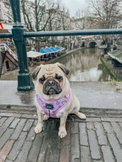 Dog Adjustable Harness - Tea Pawty -Furfinity Cheap Shop PUGSPACK