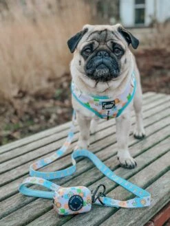 Dog Four Piece Bundle - Mush Love -Furfinity Cheap Shop PUGSPACK 4