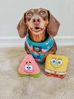 Dog Toy - SpongeBob SquarePants™ 9 Dog Toy - SpongeBob SquarePants™ -Furfinity Cheap Shop PUMPKIN WEENIE 1 0c38f086 a70b 4f1d 88aa 3bdbccd41aee