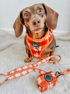 Dog Four Piece Bundle - Spiced Harvest -Furfinity Cheap Shop PUMPKIN WEENIE 3 c5bf12d2 ee87 4295 808a efbec0594861