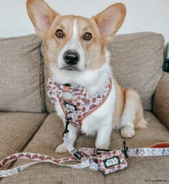 Dog Four Piece Bundle - STAR WARS™ The Rebel Alliance -Furfinity Cheap Shop PUPPYNAPKIN 2 8551e956 4e18 4658 875b 208736ef2499