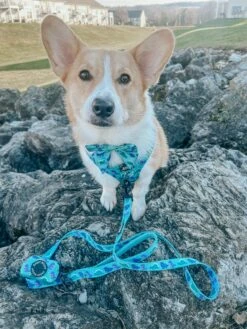 Dog Sailor Bow - Dino Darling -Furfinity Cheap Shop PUPPYNAPKIN 1 8c3883b8 51ca 4213 8c79 fcb3e21a64ee