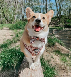 Dog Sailor Bow - STAR WARS™ The Rebel Alliance -Furfinity Cheap Shop PUPPYNAPKIN 36773744 4f02 41d2 a205 f8d04328d013