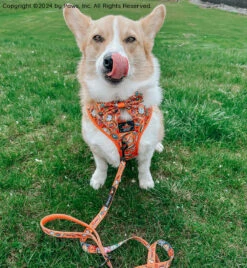 Dog Two Piece Bundle -Garfield™ -Furfinity Cheap Shop PUPPYNAPKIN 5fc1ffa6 fc91 4660 b0ea 5e43c55573e4