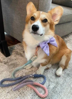 Dog Rope Leash - Orchid -Furfinity Cheap Shop Peony