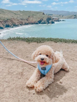 Dog Rope Leash - Peony -Furfinity Cheap Shop Peony 1