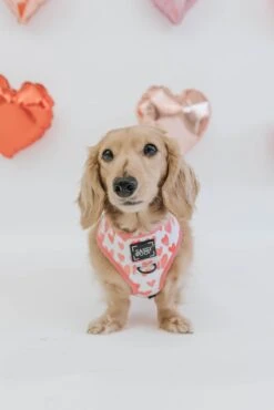 Dog Reversible Harness - Dolce Rose 34 Dog Reversible Harness - Dolce Rose -Furfinity Cheap Shop Pink Dog Harness Dolce Rose 2 7ba688f7 487d 4317 aa6c f815b67cf5b7