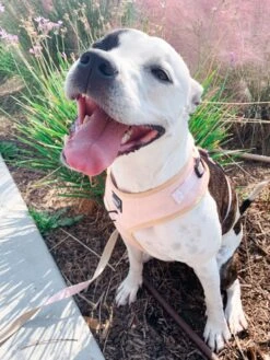 Dog Leash - Pinot -Furfinity Cheap Shop Pinot12 7607139b 5bd2 4847 b773 a839c6338bc9