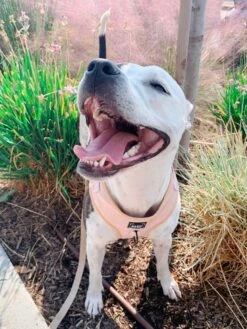 Dog Adjustable Harness - Pinot -Furfinity Cheap Shop Pinot13