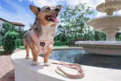 Dog Adjustable Harness - Pinot -Furfinity Cheap Shop Pinot15