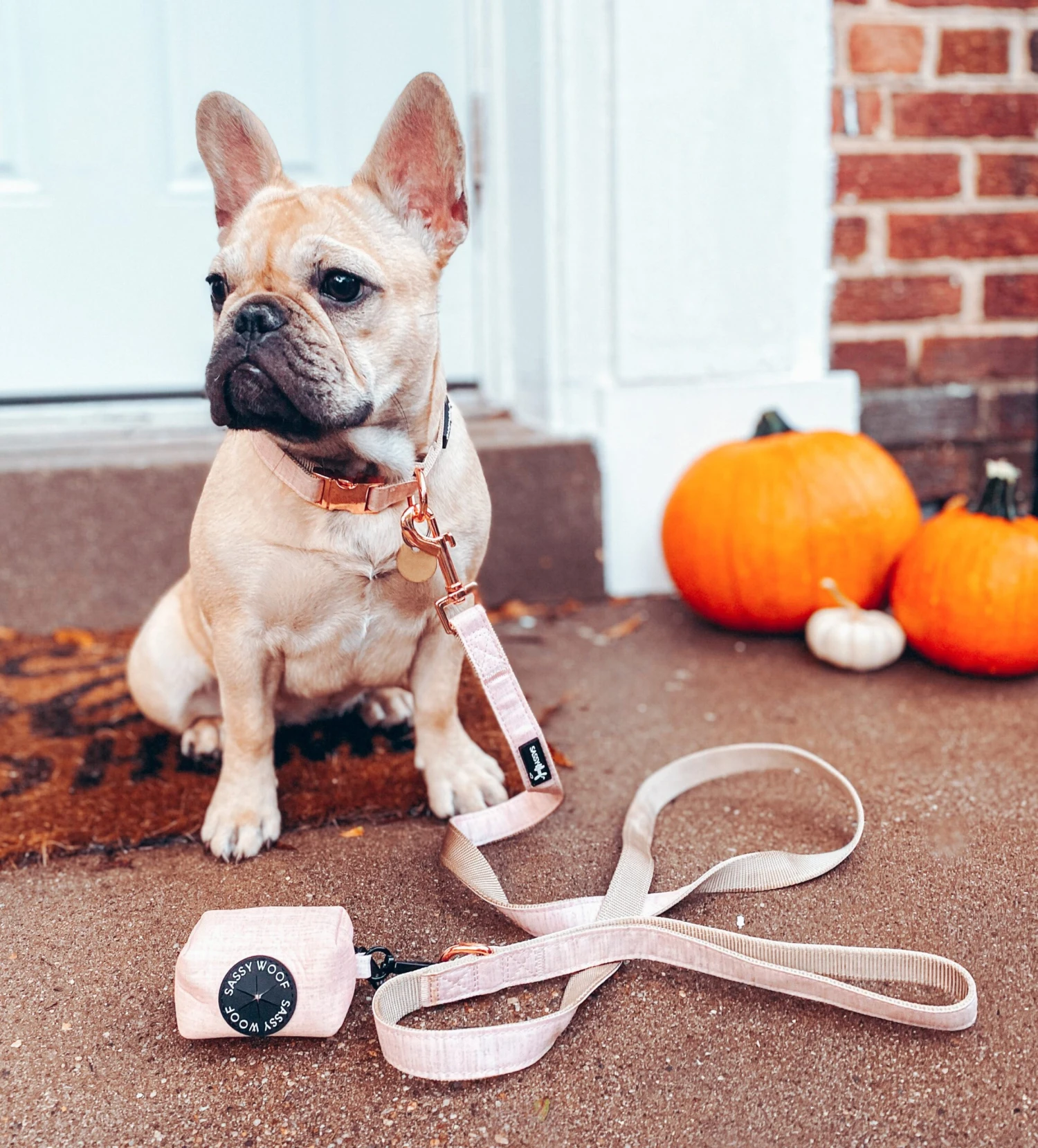 Dog Collar - Pinot 8 Dog Collar - Pinot - Image 6