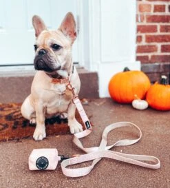 Dog Leash - Pinot -Furfinity Cheap Shop Pinot5 f1a97cfd 46a0 4ef8 831e 82946f819a77