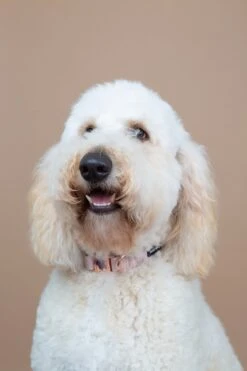 Dog Collar - Pinot 16 Dog Collar - Pinot -Furfinity Cheap Shop Pinot9