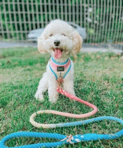 Dog Rope Leash - Bright -Furfinity Cheap Shop RAINBOO