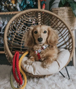 Dog Rope Leash - Taste The Rainbow -Furfinity Cheap Shop RAINBOW