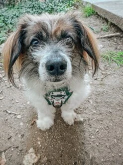 Dog Two Piece Bundle - Peanuts™ Beagle Scouts -Furfinity Cheap Shop RESCUINGRUTHIE 1 ee2150e2 c257 4963 a86d e5a85675f2e6