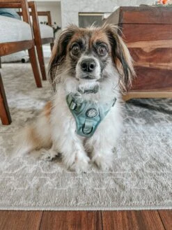 Dog Step-in Harness - Sage -Furfinity Cheap Shop RESCUINGRUTHIE 2 bf9cbd54 6e39 4047 9ea5 bb994c5eaff1