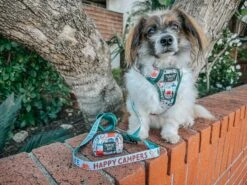 Dog Waste Bag Holder - Peanuts™ Beagle Scouts -Furfinity Cheap Shop RESCUINGRUTHIE 3 5ea17540 0494 4590 9d05 4cbd0a844a75