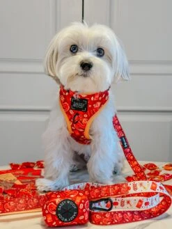 Dog Two Piece Bundle - Lucky Dragon -Furfinity Cheap Shop ROCKYNYCMORKIE 5622eb1c b956 46c5 a5ab 6cc1f8398208