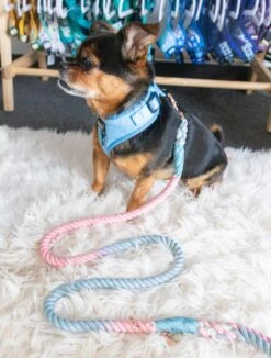 Dog Rope Leash - Romance -Furfinity Cheap Shop Romance 1