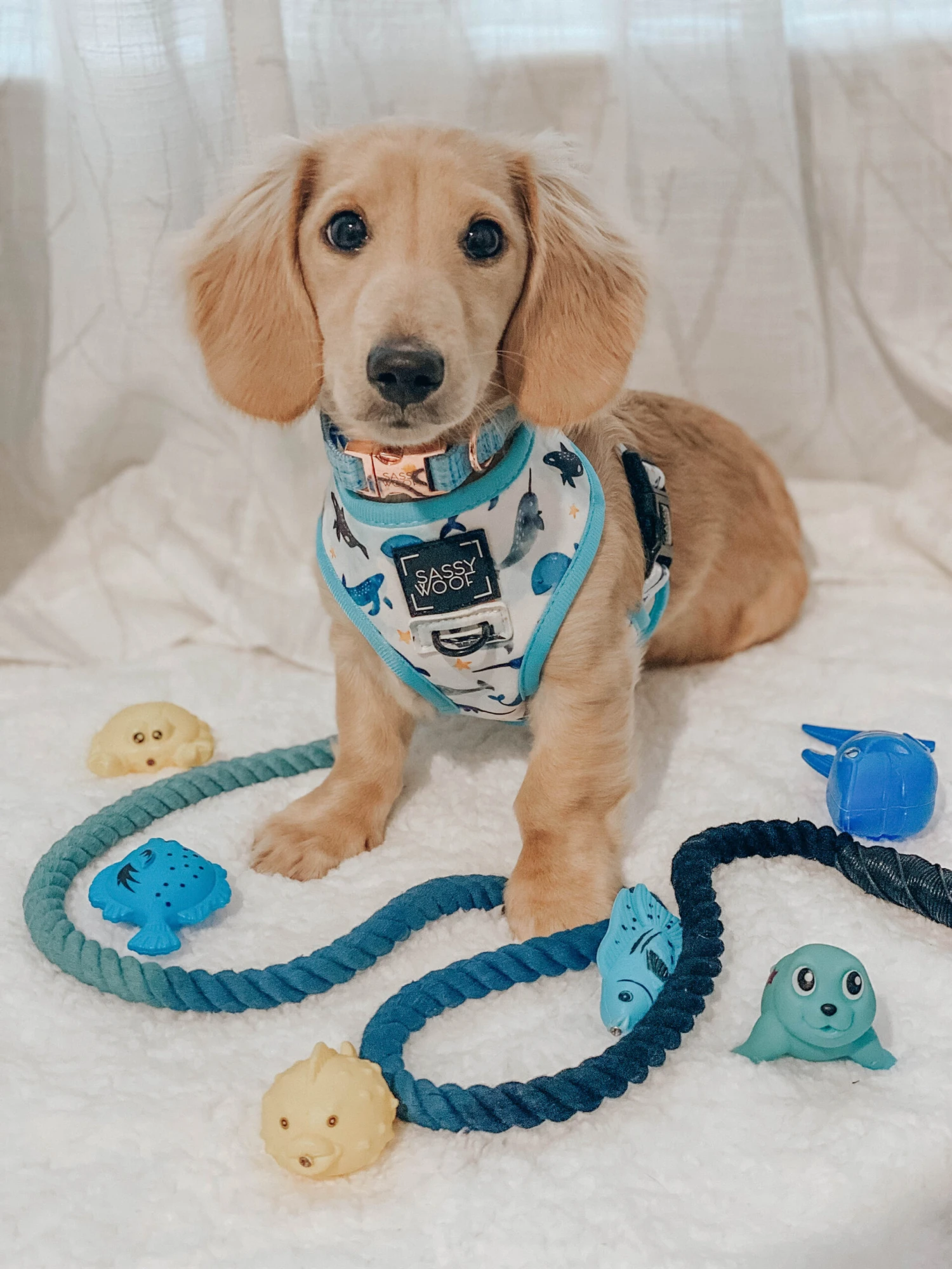 Dog Rope Leash - Romeo 10 Dog Rope Leash - Romeo - Image 8