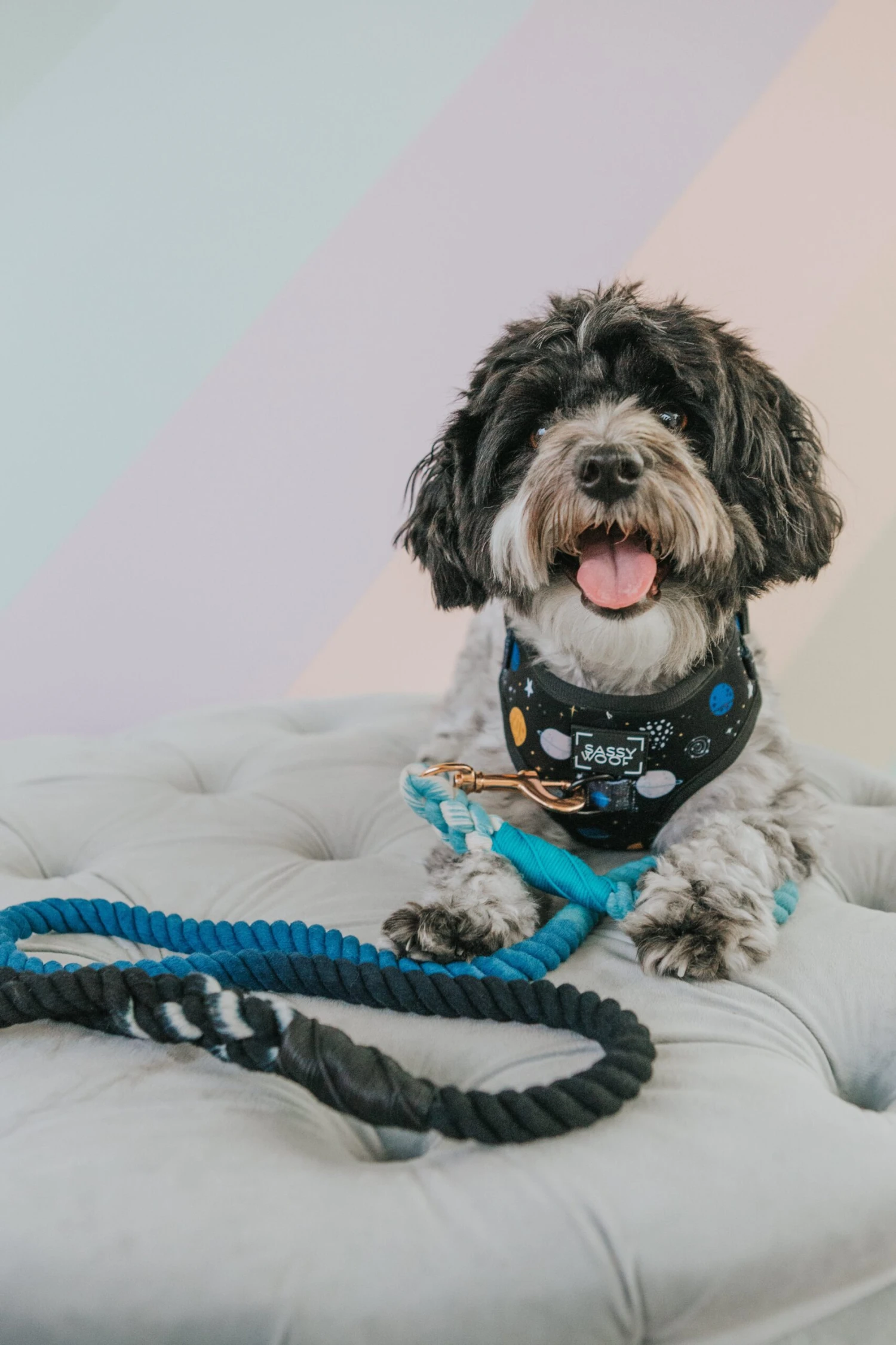 Dog Rope Leash - Romeo 7 Dog Rope Leash - Romeo - Image 5