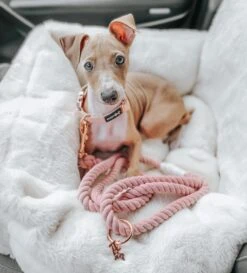 Dog Rope Leash - Rose All Day -Furfinity Cheap Shop RoseAllDay 3