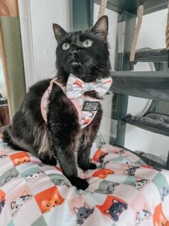 Pet Blanket - Smitten Kittens -Furfinity Cheap Shop SAKI WASABI FLOOFBALLS 3 6e97bb5c fef9 4c2d 80e8 daf0b4a20311