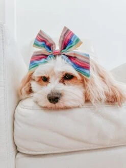 Dog Sailor Bow - Love You Fur You -Furfinity Cheap Shop SCOUT AND SAYLOR 3 3cd12047 510f 46cd b994 10cea29c71e3