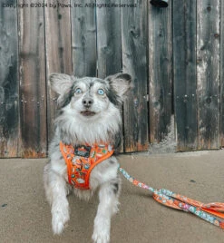 Dog Two Piece Bundle -Garfield™ -Furfinity Cheap Shop SCREAMY BEANY 3