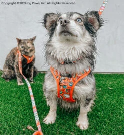 Cat Leash - Garfield™ -Furfinity Cheap Shop SCREAMY BEANY 4 6c6c976e 4d21 4618 82ce a825aab9c2ba