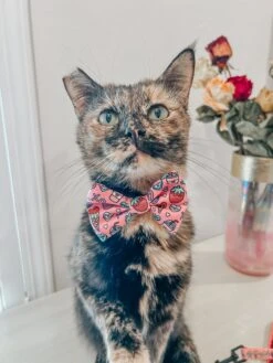 Cat Collar - I Chews You -Furfinity Cheap Shop SCREAMY BEANY 1