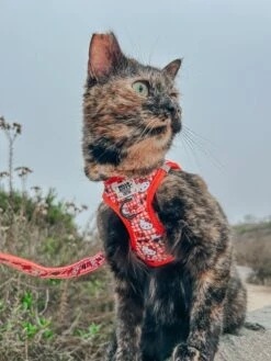 Cat Leash - Hello Kitty® Red Classic -Furfinity Cheap Shop SCREAMY BEANY 1 afcfc0bb ec0e 410a a3fe 9201262a549d