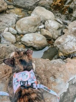 Cat Step-In Harness - Smitten Kittens -Furfinity Cheap Shop SCREAMY BEANY 2