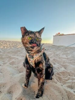 Cat Step-In Harness - Sunflower Dreams -Furfinity Cheap Shop SCREAMY BEANY 2 15c39fe9 9131 458b a6e1 72b0d1de162a